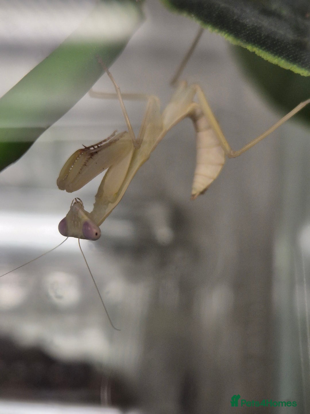 Gecko reptiles for sale: crested geckos, leopard geckos - Advert 16