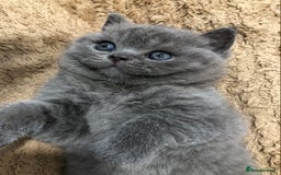 British Shorthair cats for sale: LAST GIRL GCCF British shorthair kittens for Sale - Image 11