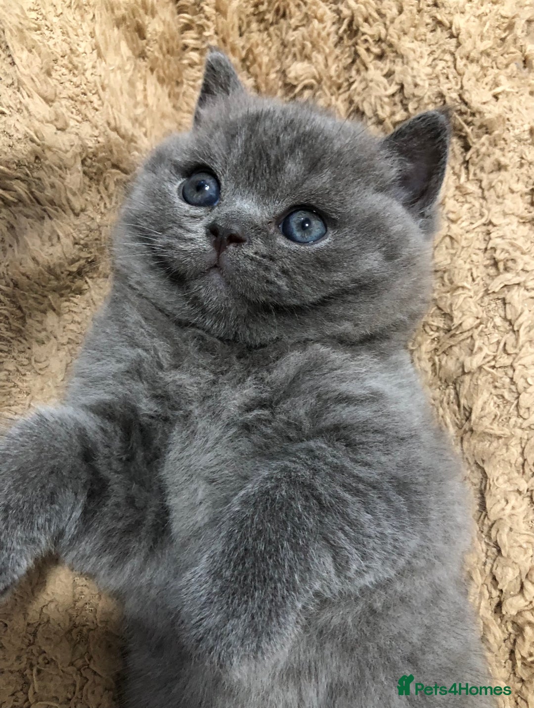 British Shorthair cats for sale: LAST GIRL GCCF British shorthair kittens for Sale - Image 11