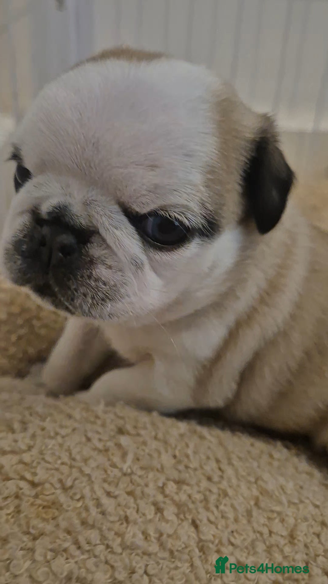 Pug dogs for sale: 2 pug puppies for sale - Image 4