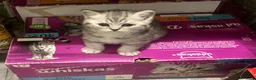 British Shorthair cats for sale: British Shorthair Kittens Full GCCF Registration  - Advert 11
