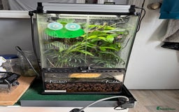 Frog reptiles for sale: 2 whites tree frogs with full bio active set up  in Stockport - Image 12