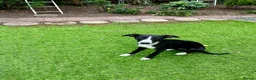 Whippet dogs for sale: Beautiful whippet girl - Advert 3
