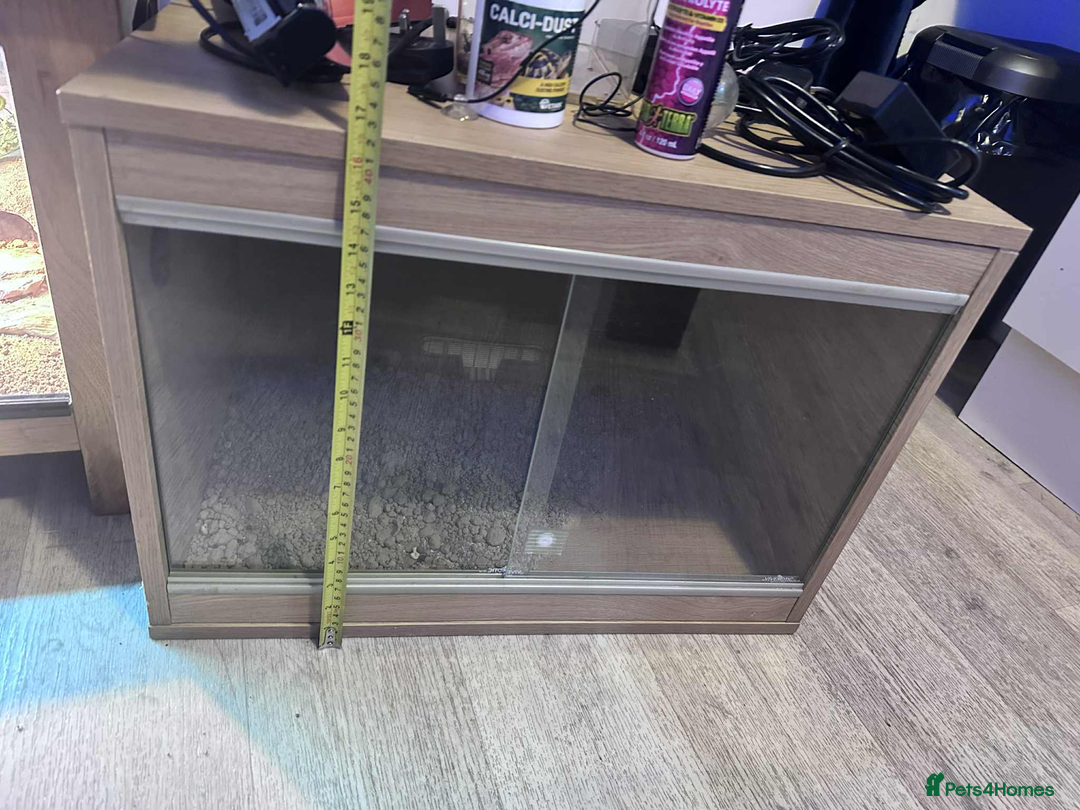 Leopard Gecko reptiles for sale: leopard gecko 5 years old - Advert 7