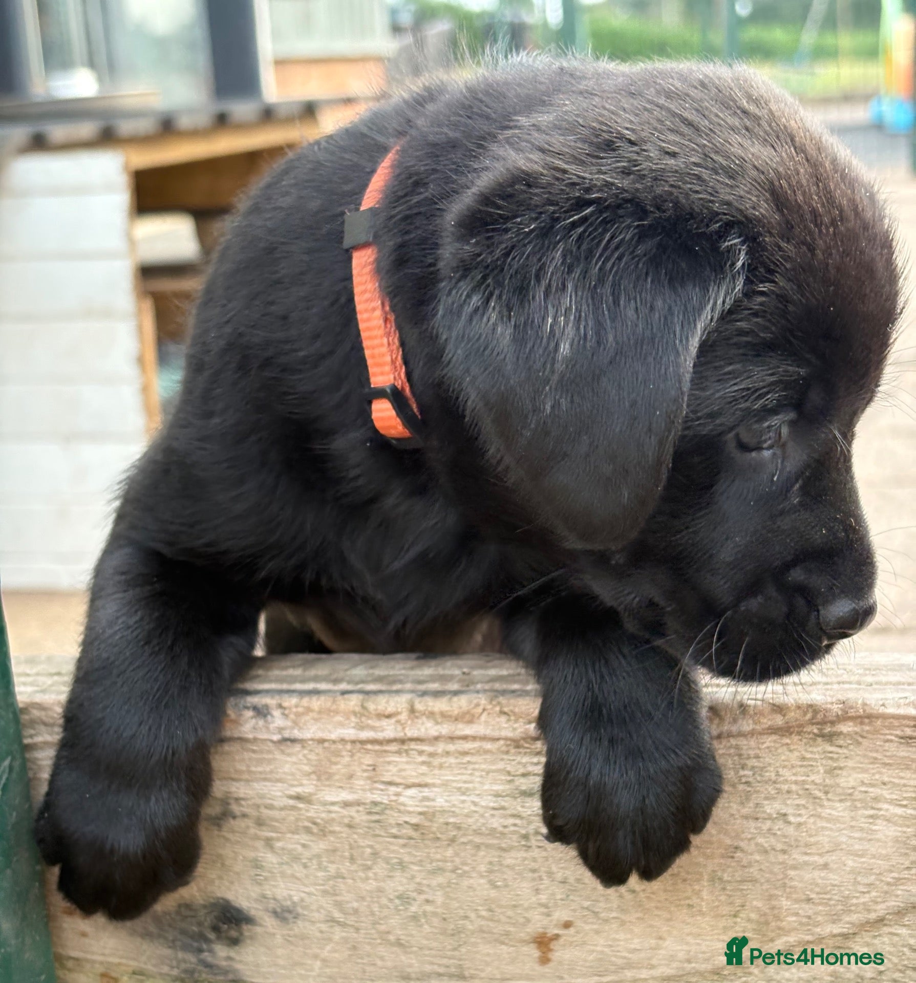 Labrador Retriever dogs Gorgeous, Chunky KC Labs - Advert 2