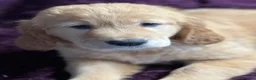 Golden Retriever dogs for sale: Stunning Golden Retriever pups - Advert 7