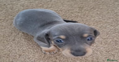 Miniature Dachshund dogs in Banbury - Advert 9