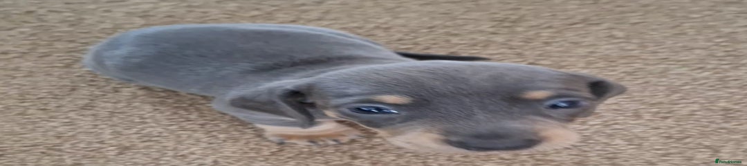 Obi