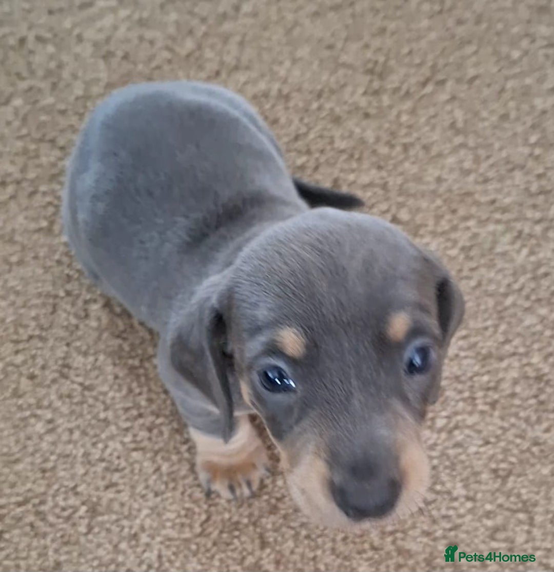 Miniature Dachshund dogs for sale: Miniature Dachshund Pups  in Banbury - Image 2