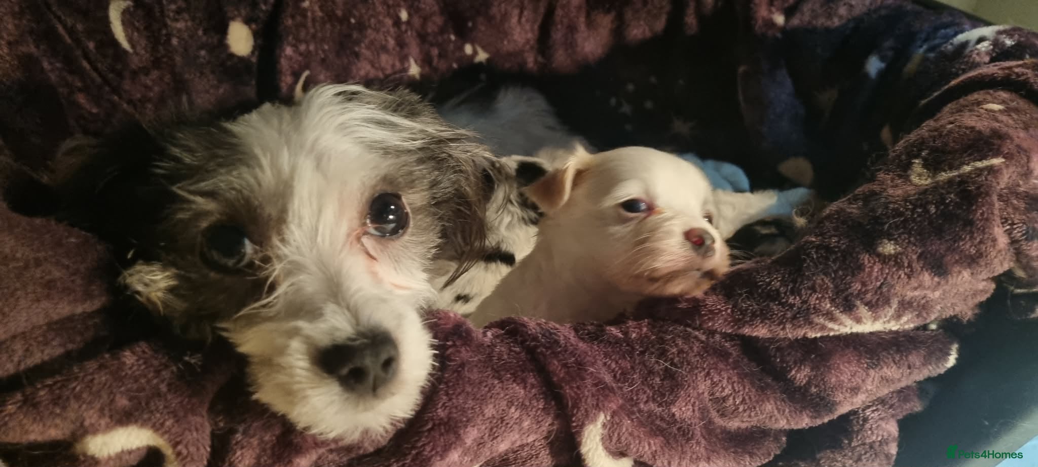 Maltese dogs Maltese cross, 1 white boys left - Advert 7