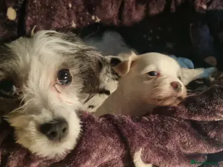 Maltese dogs Maltese cross, 1 white boys left - Advert 7