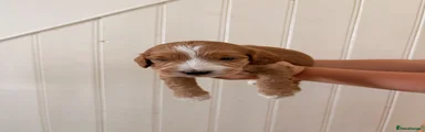 Cockapoo 1