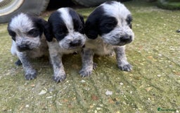 Cocker Spaniel dogs for sale: Coca spanial  - Advert 5