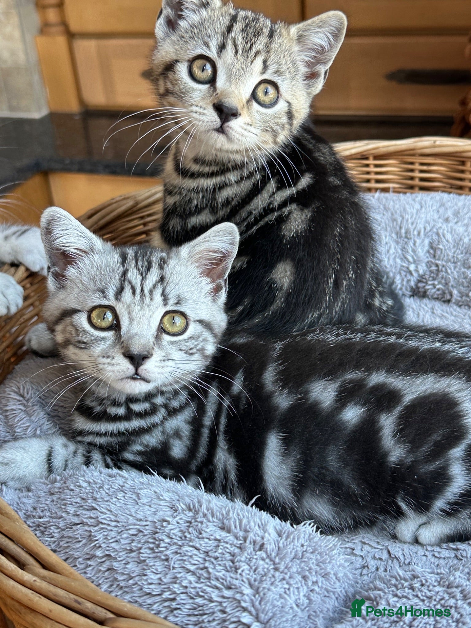 British Shorthair cats British Shorthair Silver Tabby & Chocolate Tabby - Advert 10