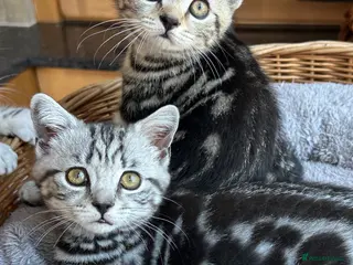 British Shorthair cats British Shorthair Silver Tabby & Chocolate Tabby - Advert 10