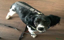 Brittany Spaniel dogs for adoption: Adorable, affectionate Clara-Camberley, Surrey  - Image 1