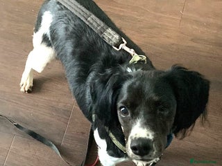 Brittany Spaniel dogs - Advert 2
