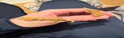 Gecko reptiles for sale: Crested Gecko in Waltham Cross - Advert 3