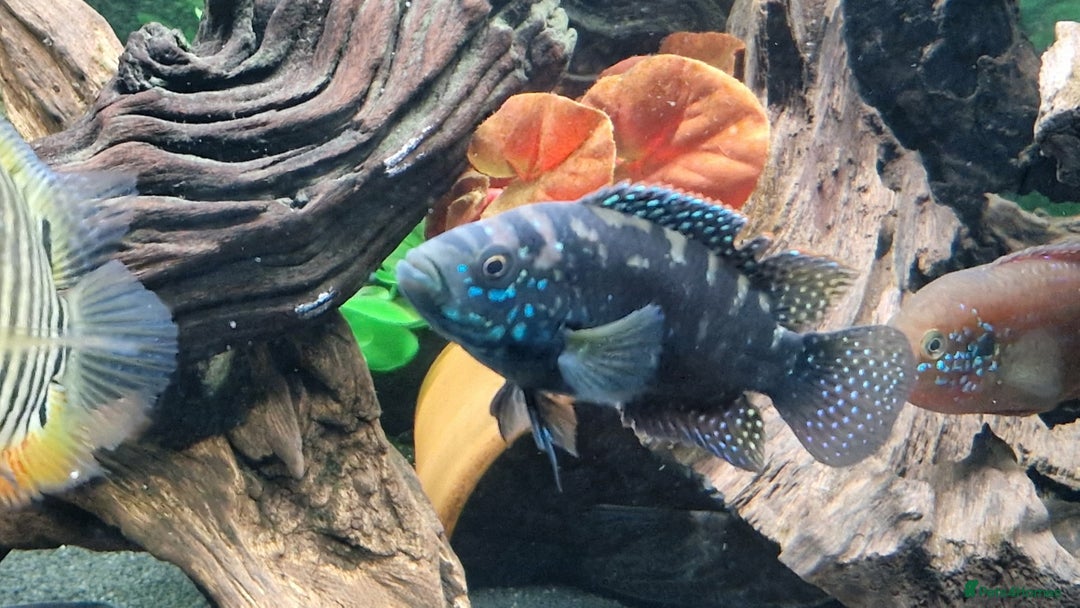Cichlids fish for sale: South American Cichlids for sale - Image 4