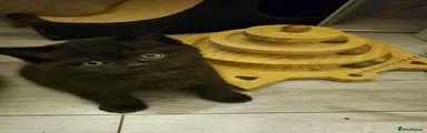 British Shorthair 2