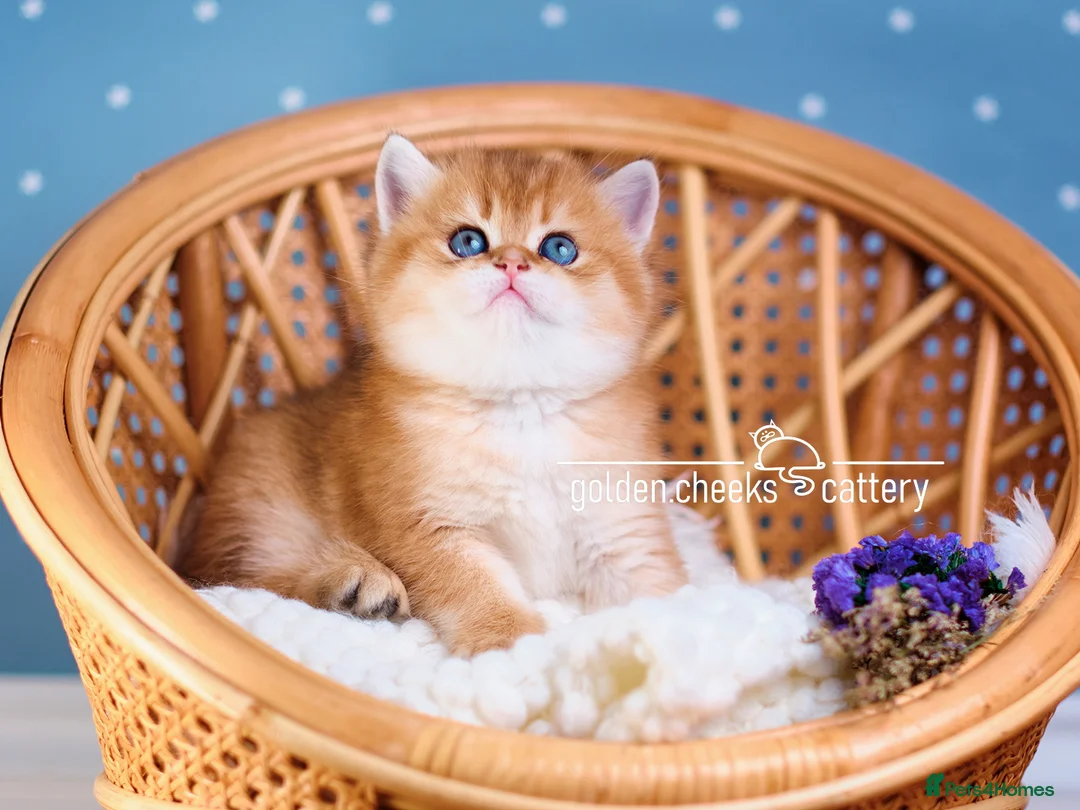 Scottish Fold cats for sale: Show Quality Scottish Kittens - Advert 3