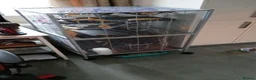 Rat rodents for sale: Pair of 6m Old Tame Male Rats With Cage & Acc - Advert 2