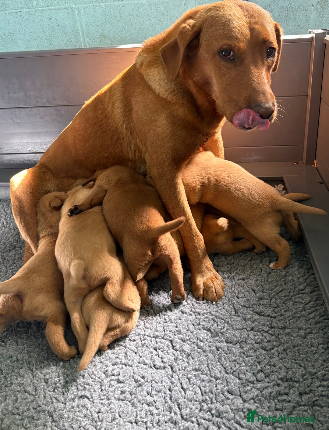 Labrador Retriever dogs for sale: Beautiful KC Fox Red Pups. 0/0 hip/elbow mum & dad - Image 20