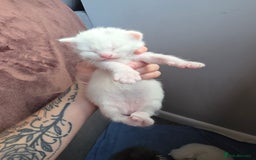 Turkish Angora cats for sale: Turkish angora kittens - Image 7