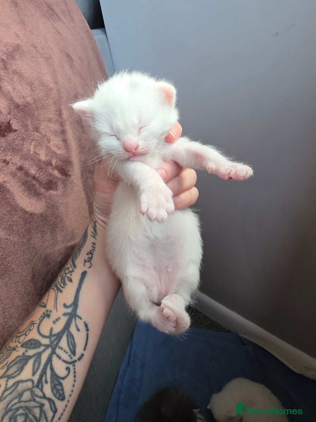 Turkish Angora cats for sale: Turkish angora kittens - Image 7