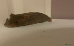 Hamster rodents for sale: Baby Syrian hamsters🐹  - Advert 8