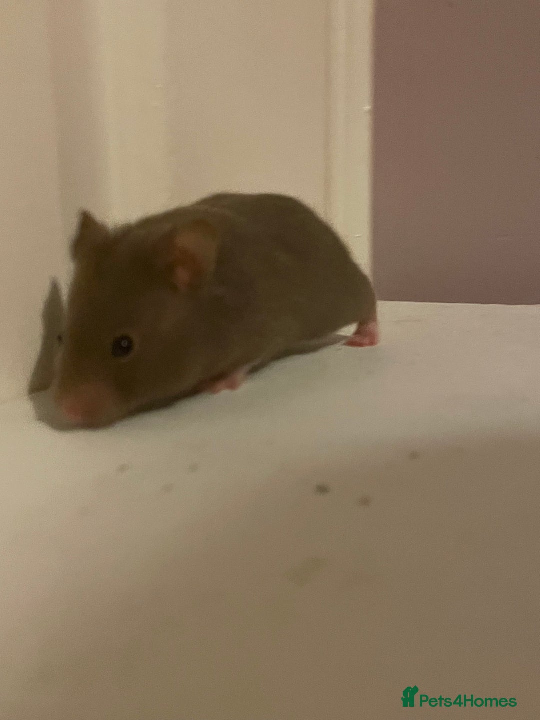 Hamster rodents for sale: Baby Syrian hamsters🐹  - Advert 8