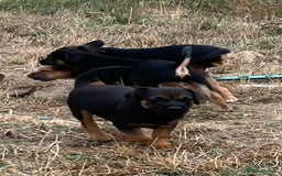 Mixed Breed dogs for sale: Border terrier x jack Russell puppies - Image 9