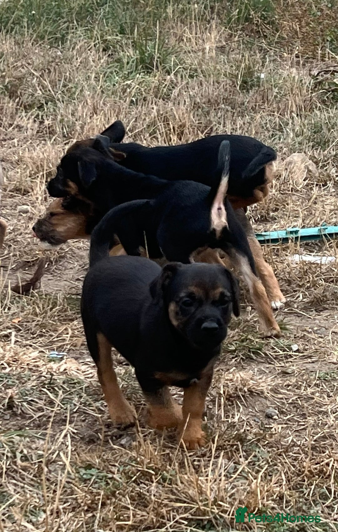 Mixed Breed dogs for sale: Border terrier x jack Russell puppies - Image 9