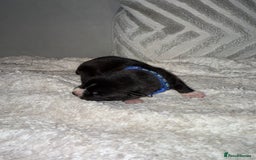 Mixed Breed dogs for sale: Cane corso mix Akita  - Image 30