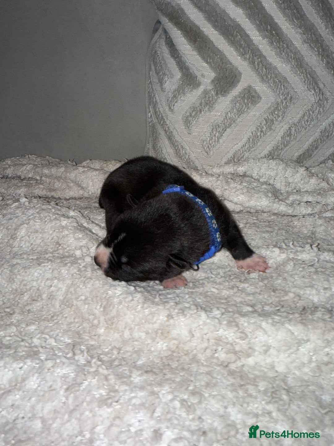 Mixed Breed dogs for sale: Cane corso mix Akita  - Image 30