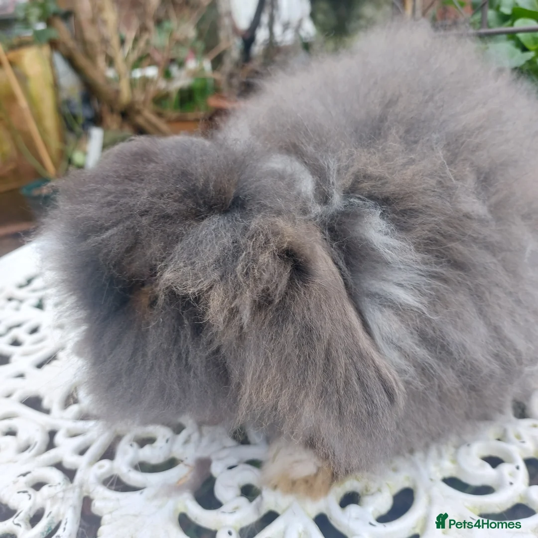 Angora rabbits for sale: STUNNING TEDDYWIDDER BUCK - Advert 7