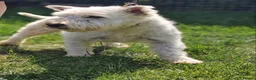 West Highland Terrier dogs for sale: Gorgeous westies - Advert 12
