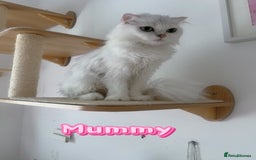 Scottish Fold cats for sale: Two Cute Scottish Fold Kittens - Image 9