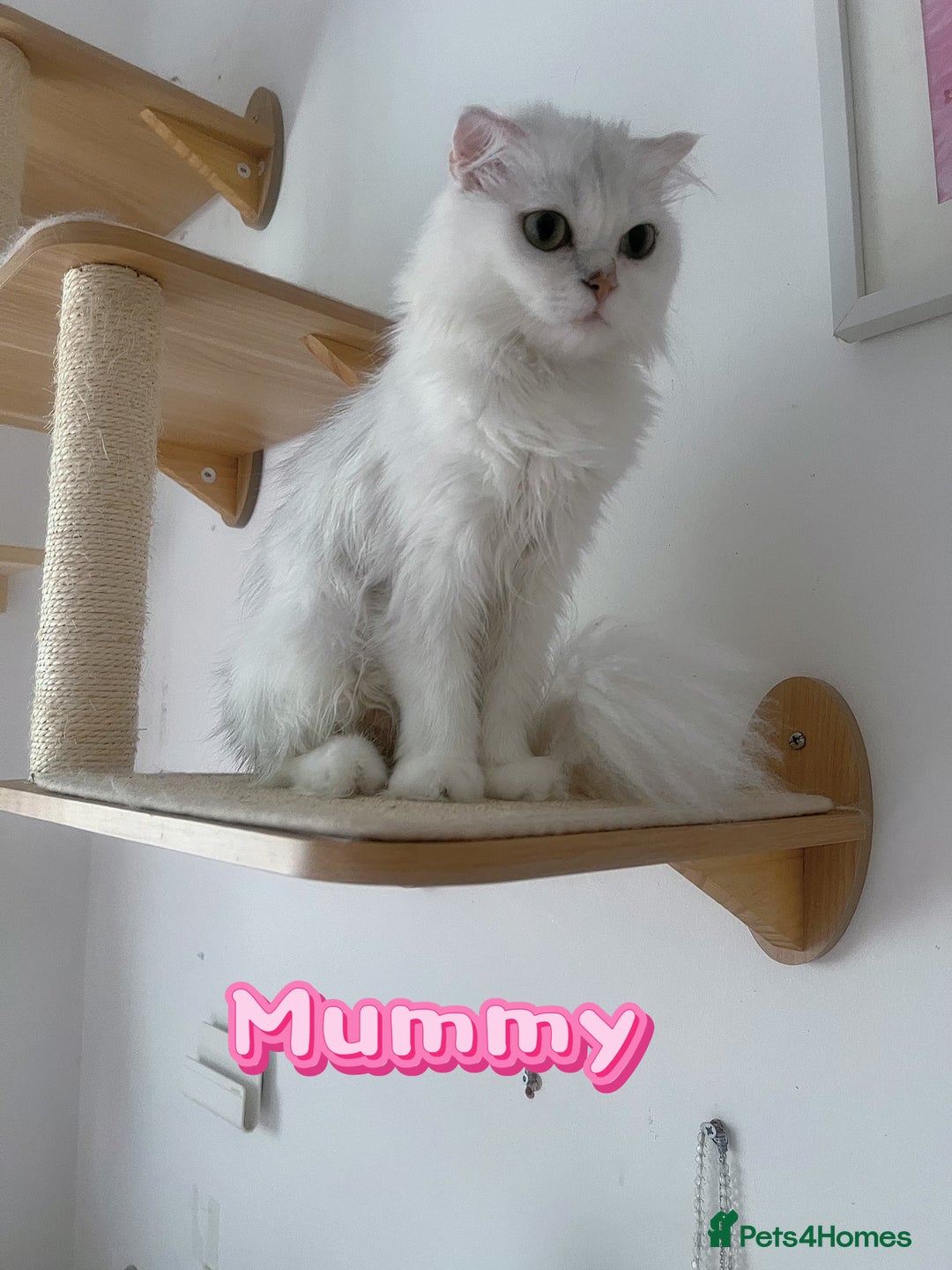 Scottish Fold cats for sale: Two Cute Scottish Fold Kittens - Image 9