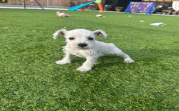 Miniature Schnauzer dogs for sale: *MINi SCHNAUZERS PUPPIES* - Image 18