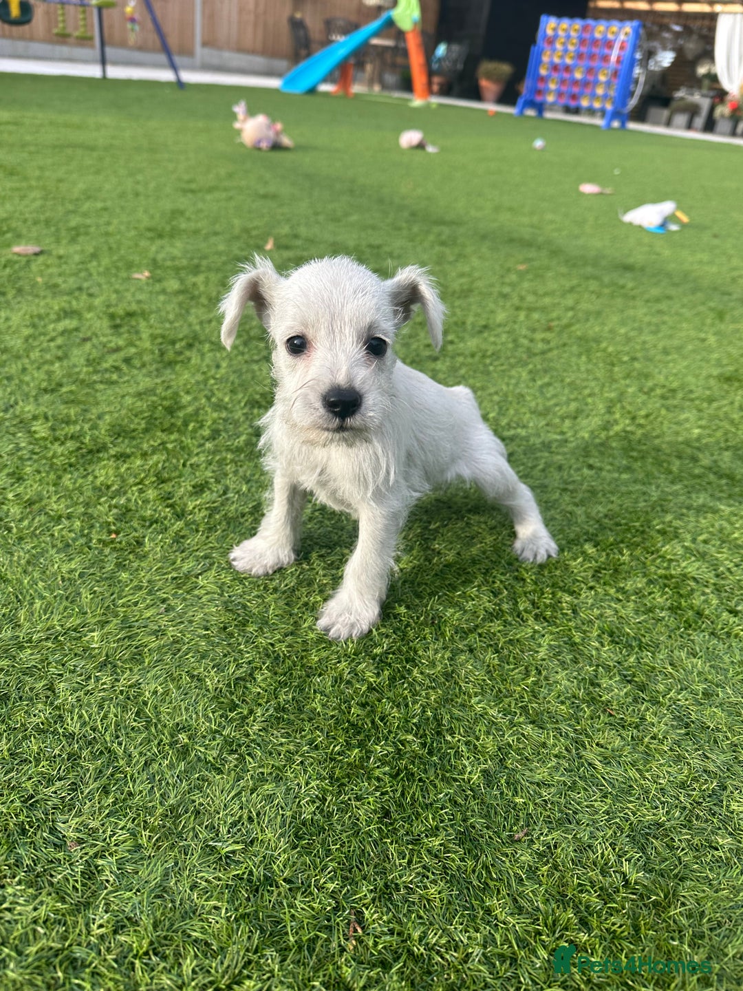 Miniature Schnauzer dogs for sale: *MINi SCHNAUZERS PUPPIES* - Image 18
