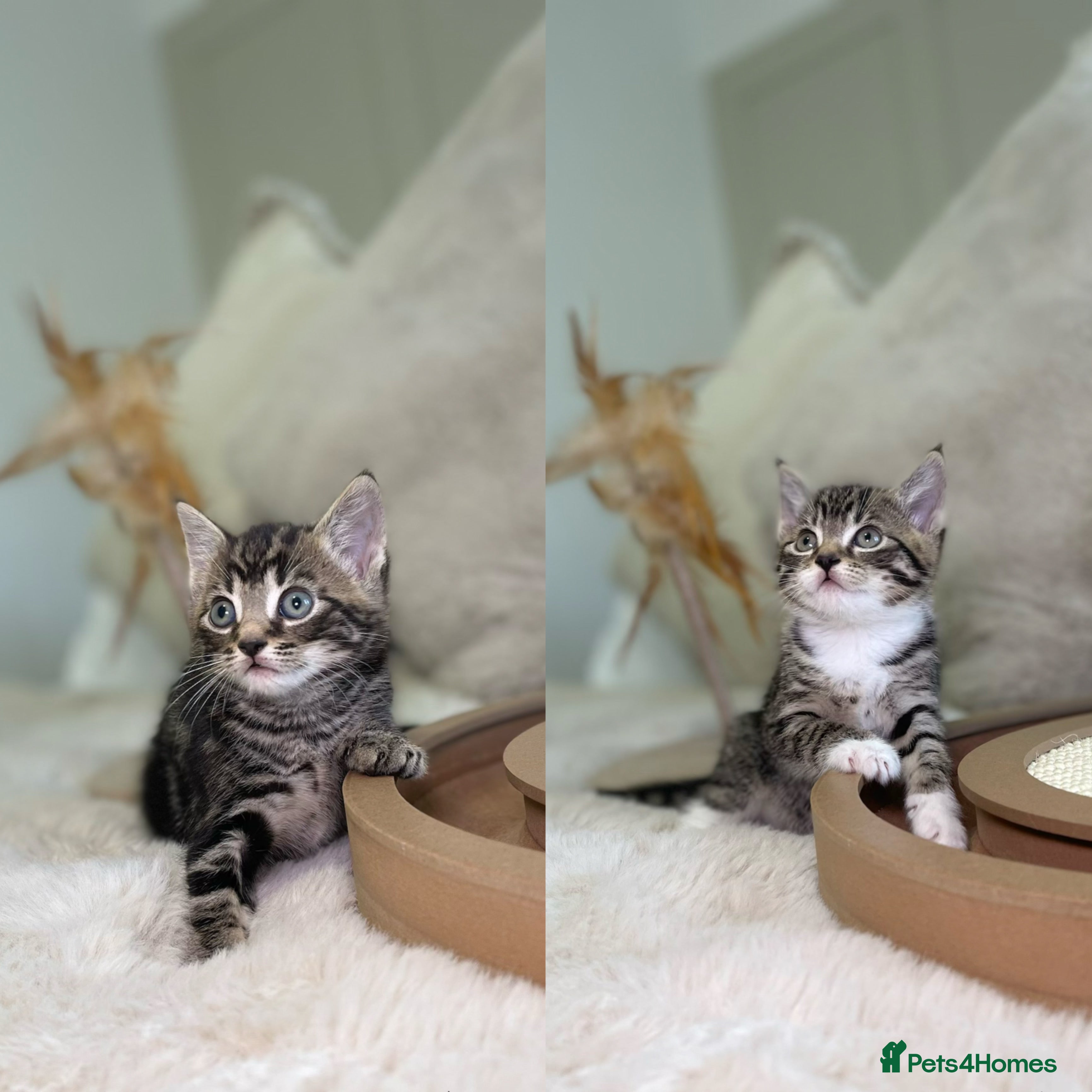 Mixed Breed cats Stunning kittens 8 weeks old ready now  - Advert 2