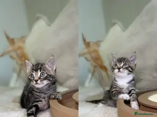 Mixed Breed cats Stunning kittens 8 weeks old ready now - Advert 3