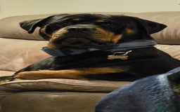 Rottweiler dogs for sale: Chunky Rottweiler puppies - Image 3