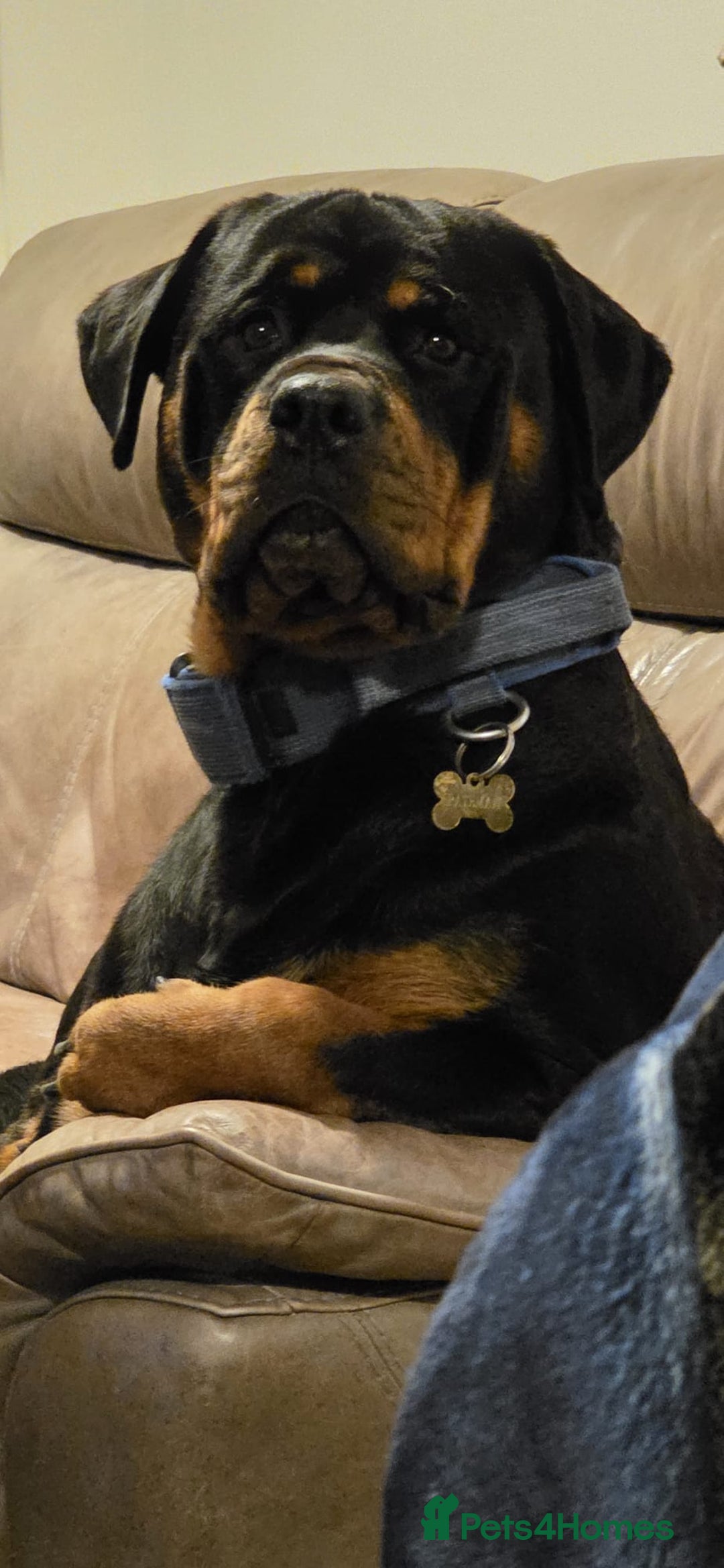 Rottweiler dogs for sale: Chunky Rottweiler puppies - Image 3