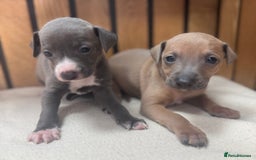 Italian Greyhound dogs for stud: MR MILO AT STUD ( HEALTH TESTED ) in Batley - Image 15