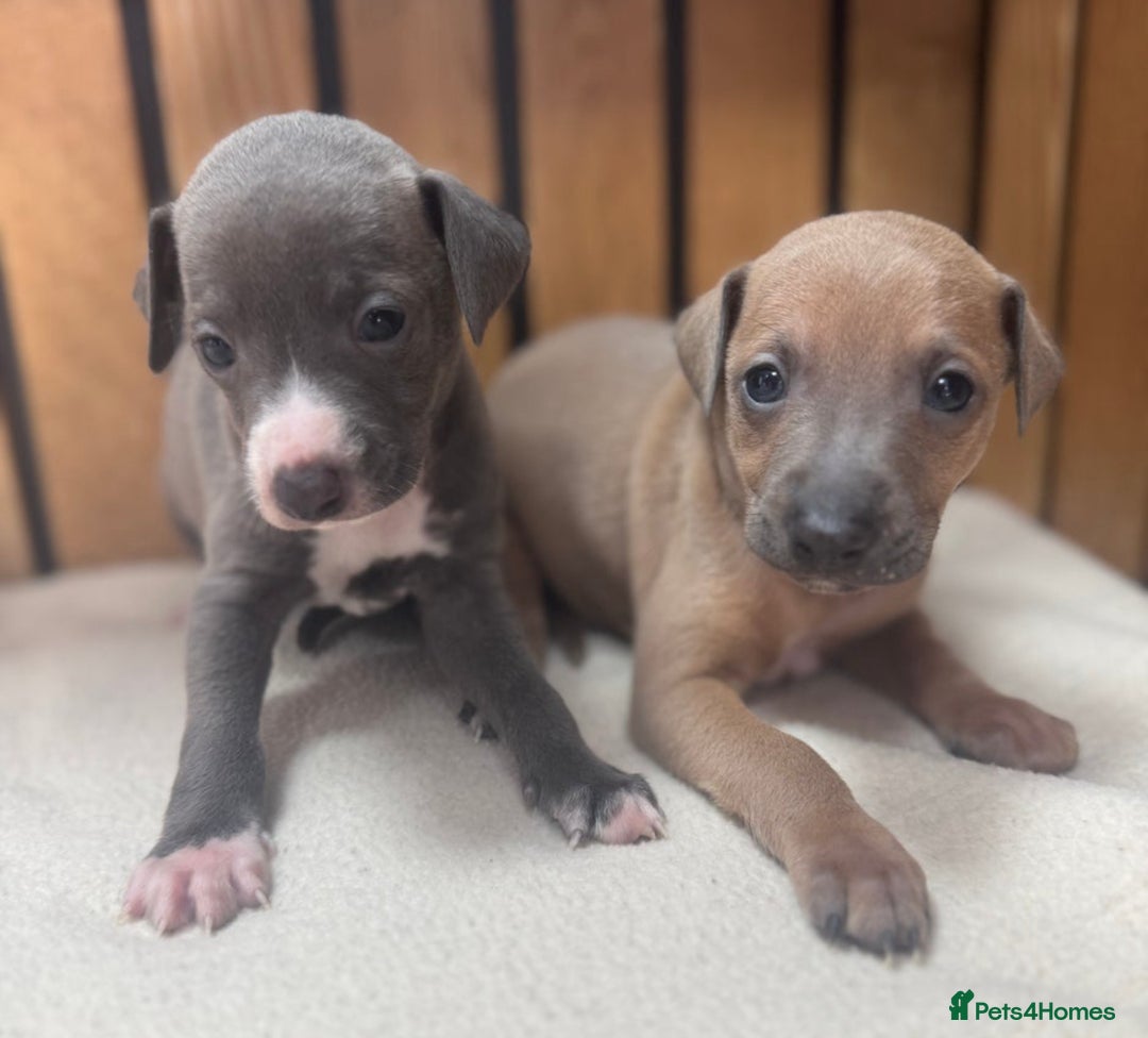 Italian Greyhound dogs for stud: MR MILO AT STUD ( HEALTH TESTED ) in Batley - Image 15