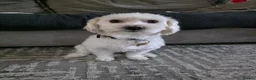 Bichon Frise dogs for sale: Beautiful Bichon boy ready for his forever home.  - Advert 6