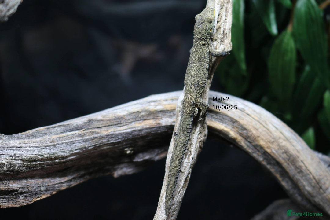 Gecko reptiles for sale: Eurydactylodes vieillardi - Chameleon gecko - Image 3