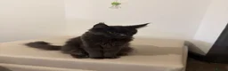 Maine Coon cats for sale: Pedigree GCCF Russian Kazakhstan import line - Advert 4